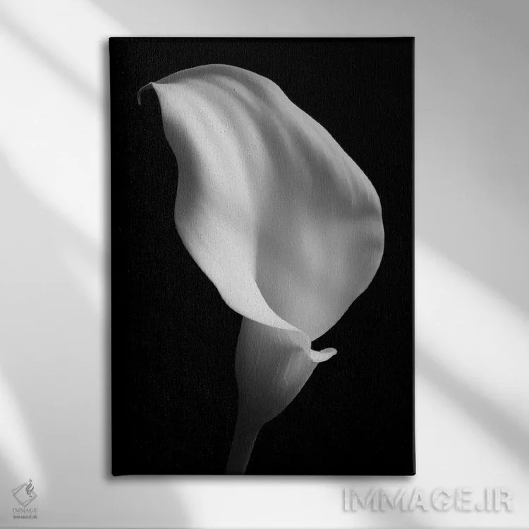 تابلو دکوراتیو سوسن روی زمینه سیاه ۲ اثر تام کوارترمین - نمای روبهرو روی دیوار