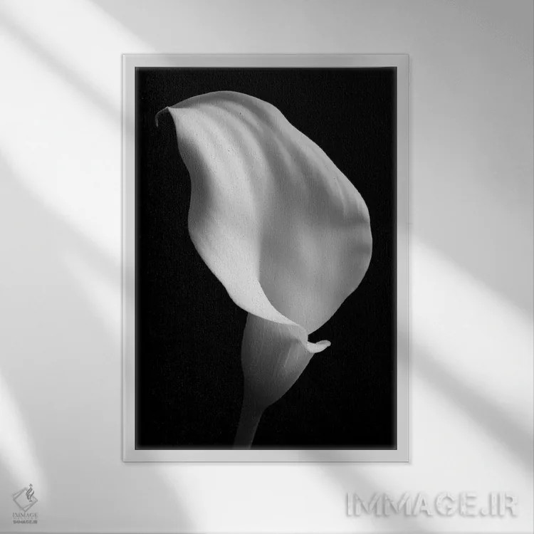 تابلو دکوراتیو سوسن روی زمینه سیاه ۲ اثر تام کوارترمین - نمای قابدار سفید