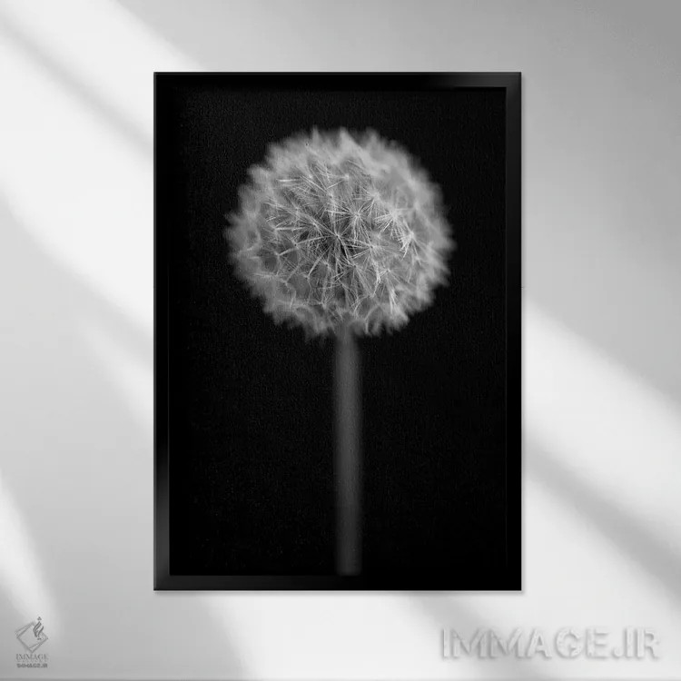 تابلو دکوراتیو پرتره قاصدک سیاه و سفید روی زمینه سیاه اثر تام کوارترمین - نمای قابدار مشکی