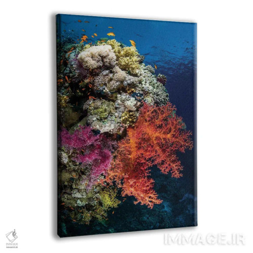 تابلو دکوراتیو صحنه ای از صخره مرجانی در دریای سرخ اثر بروک پیترسون - نمای پرسپکتیو محصول