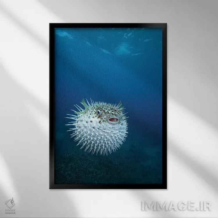 تابلو دکوراتیو Maui, Hawaii,یک ماهی بادکنکی خالدار ، مائوئی، هاوایی اثر وی دبلیو پیکس - نمای قابدار مشکی