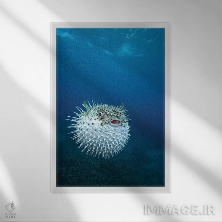 تابلو دکوراتیو Maui, Hawaii,یک ماهی بادکنکی خالدار ، مائوئی، هاوایی اثر وی دبلیو پیکس - نمای قابدار سفید