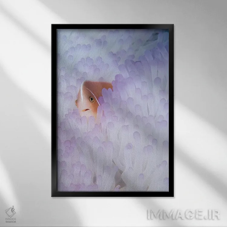 تابلو دکوراتیو یک ماهی شقایق صورتی در میان شقایق دریایی سفید شده اثر وی دبلیو پیکس - نمای قابدار مشکی