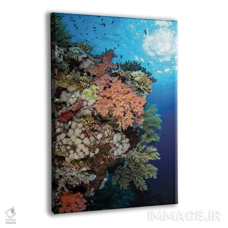 تابلو دکوراتیو Red Sea,صخره مرجانی نرم زیبا در دریای سرخ اثر بروک پیترسون - نمای پرسپکتیو محصول