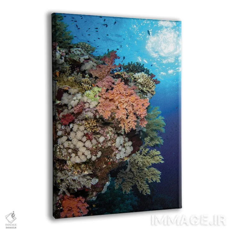 تابلو دکوراتیو Red Sea,صخره مرجانی نرم زیبا در دریای سرخ اثر بروک پیترسون - نمای پرسپکتیو محصول
