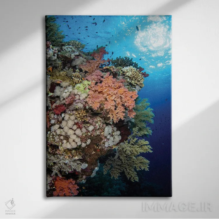 تابلو دکوراتیو Red Sea,صخره مرجانی نرم زیبا در دریای سرخ اثر بروک پیترسون - نمای روبهرو روی دیوار