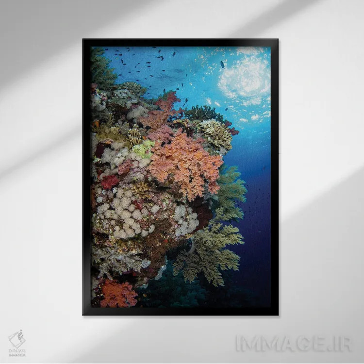 تابلو دکوراتیو Red Sea,صخره مرجانی نرم زیبا در دریای سرخ اثر بروک پیترسون - نمای قابدار مشکی