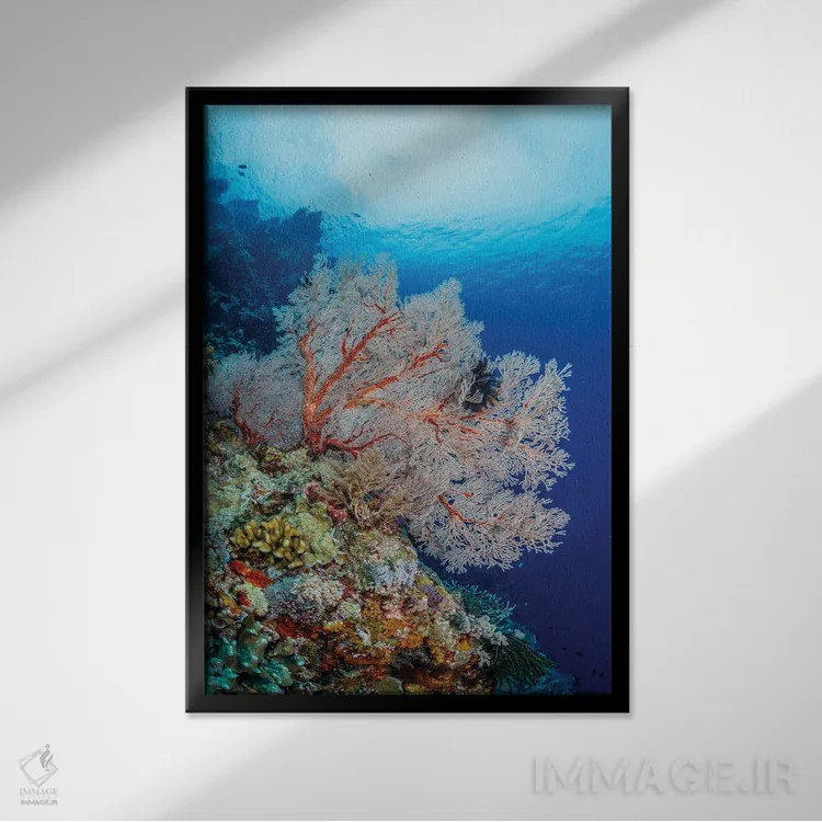 تابلو دکوراتیو Maratua, Indonesia II,بادبزن دریایی بسیار بزرگ، ماراتوا، ا… اثر آلساندرو چره - نمای قابدار مشکی