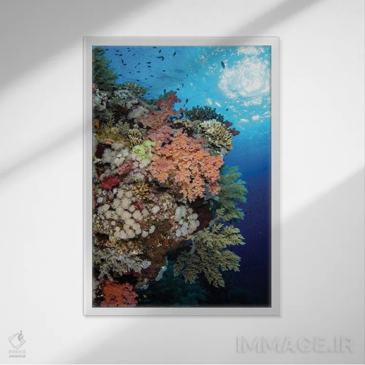 تابلو دکوراتیو Red Sea,صخره مرجانی نرم زیبا در دریای سرخ اثر بروک پیترسون - نمای قابدار سفید