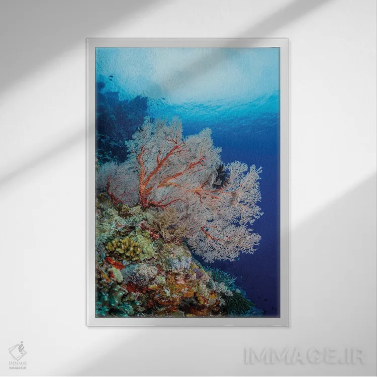 تابلو دکوراتیو Maratua, Indonesia II,بادبزن دریایی بسیار بزرگ، ماراتوا، ا… اثر آلساندرو چره - نمای قابدار سفید