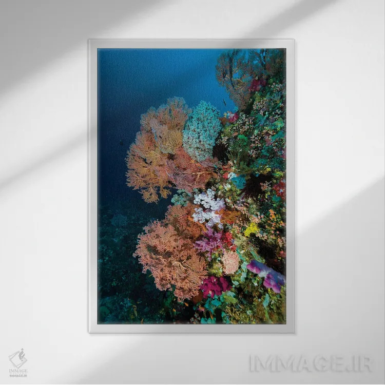 تابلو دکوراتیو Indonesia I,منظره صخره های مرجانی در هالماهرا، اندونزی I اثر بروس شفر - نمای قابدار سفید