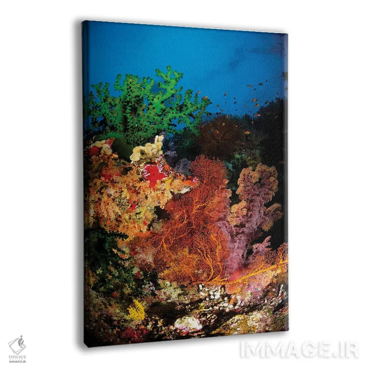 تابلو دکوراتیو Fiji,منظره دریایی مرجان های سخت و نرم، فیجی اثر تاد وینر - نمای پرسپکتیو محصول