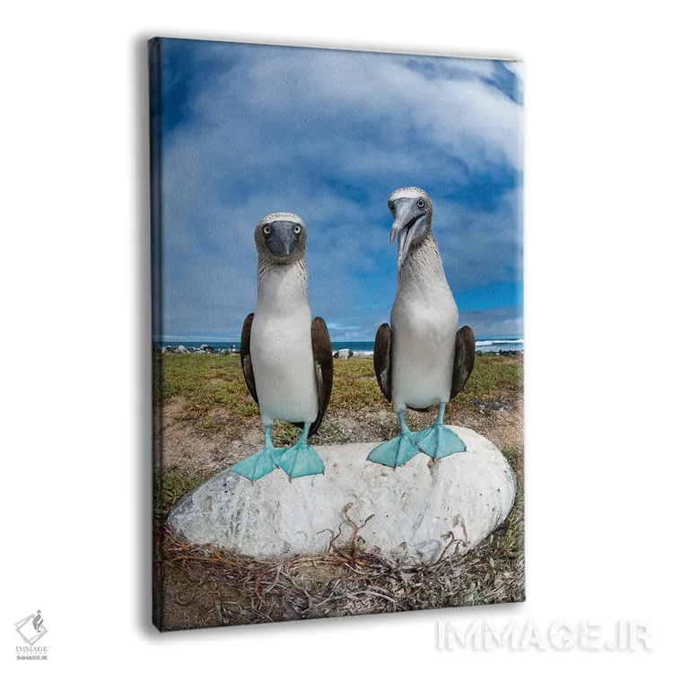تابلو دکوراتیو Santa Cruz Island, Galapagos Islands, Ecuador,جفت مرغ پاقرمز… اثر تویی دروی - نمای پرسپکتیو محصول