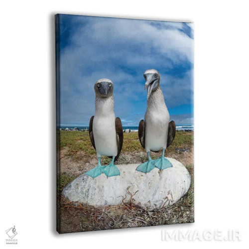 تابلو دکوراتیو Santa Cruz Island, Galapagos Islands, Ecuador,جفت مرغ پاقرمز… اثر تویی دروی - نمای پرسپکتیو محصول