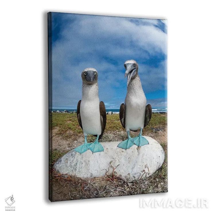 تابلو دکوراتیو Santa Cruz Island, Galapagos Islands, Ecuador,جفت مرغ پاقرمز… اثر تویی دروی - نمای پرسپکتیو محصول