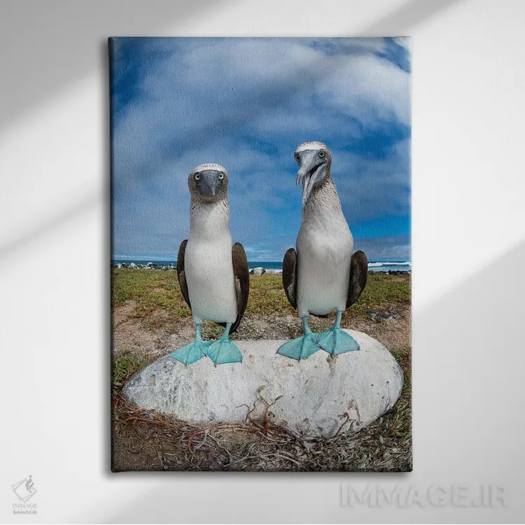 تابلو دکوراتیو Santa Cruz Island, Galapagos Islands, Ecuador,جفت مرغ پاقرمز… اثر تویی دروی - نمای روبهرو روی دیوار