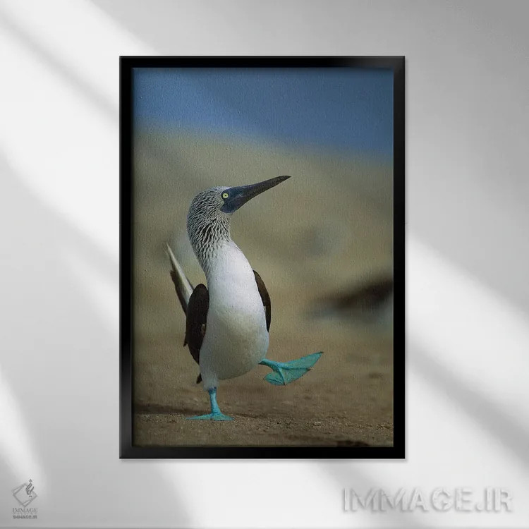 تابلو دکوراتیو Lobos De Tierra Island, Peru,رقص جفت گیری مرغ پاقرمز، جزیره ل… اثر تویی دروی - نمای قابدار مشکی