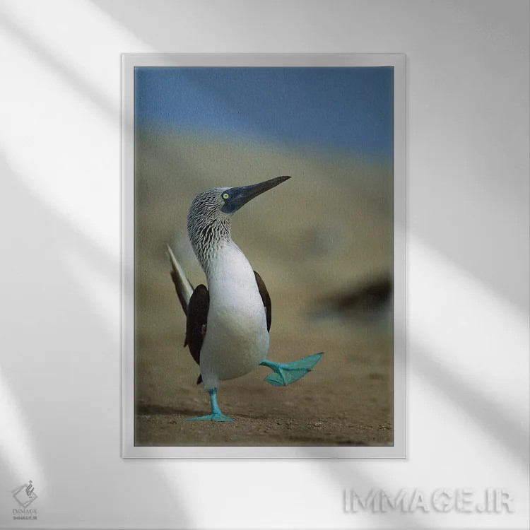 تابلو دکوراتیو Lobos De Tierra Island, Peru,رقص جفت گیری مرغ پاقرمز، جزیره ل… اثر تویی دروی - نمای قابدار سفید