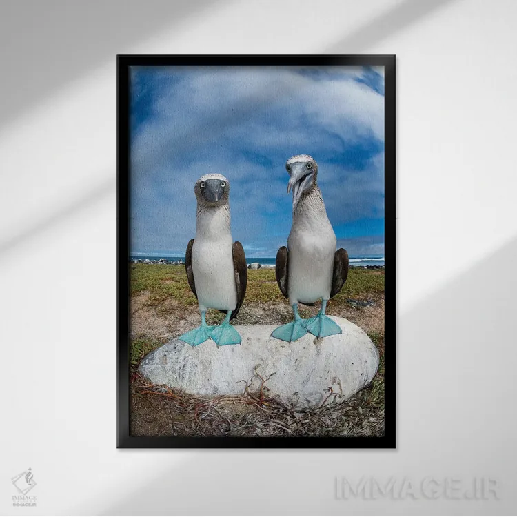 تابلو دکوراتیو Santa Cruz Island, Galapagos Islands, Ecuador,جفت مرغ پاقرمز… اثر تویی دروی - نمای قابدار مشکی
