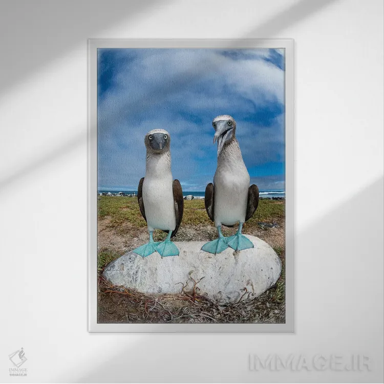تابلو دکوراتیو Santa Cruz Island, Galapagos Islands, Ecuador,جفت مرغ پاقرمز… اثر تویی دروی - نمای قابدار سفید
