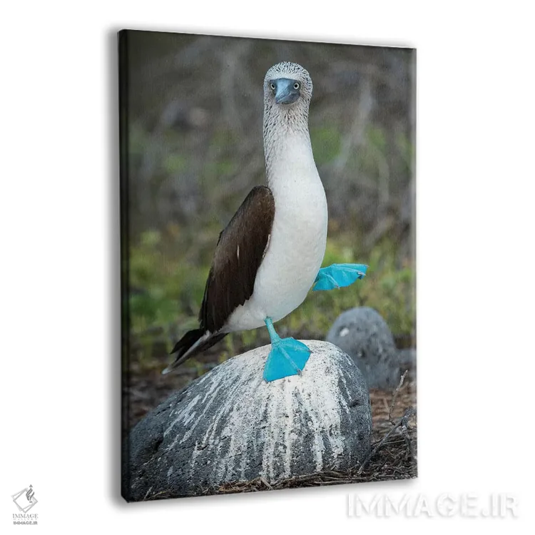 تابلو دکوراتیو Seymour Island, Galapagos Islands, Ecuador,مرغ پاقرمز در حال… اثر تویی دروی - نمای پرسپکتیو محصول