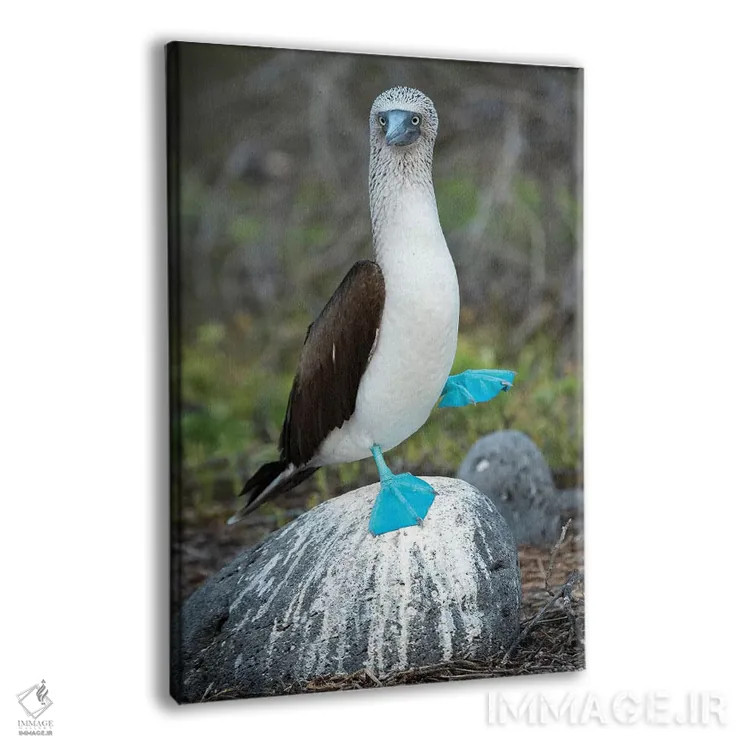 تابلو دکوراتیو Seymour Island, Galapagos Islands, Ecuador,مرغ پاقرمز در حال… اثر تویی دروی - نمای پرسپکتیو محصول