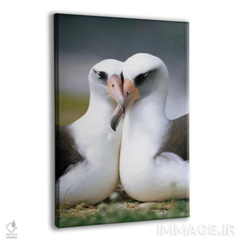 تابلو دکوراتیو Midway Atoll, Hawaii II,جفت آلباتروس لایسان در حال پیوند، آب… اثر تویی دروی - نمای پرسپکتیو محصول