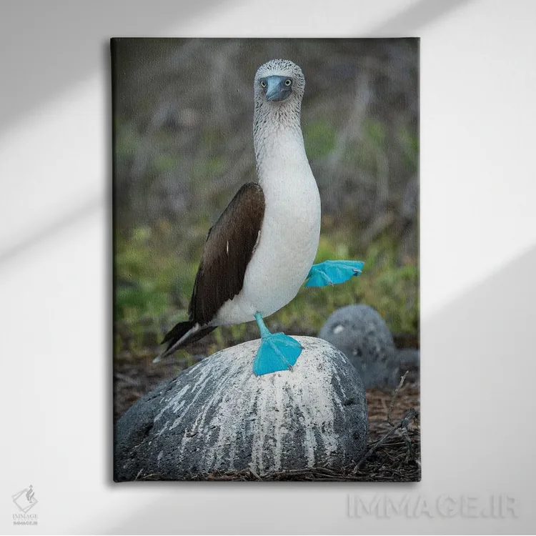 تابلو دکوراتیو Seymour Island, Galapagos Islands, Ecuador,مرغ پاقرمز در حال… اثر تویی دروی - نمای روبهرو روی دیوار