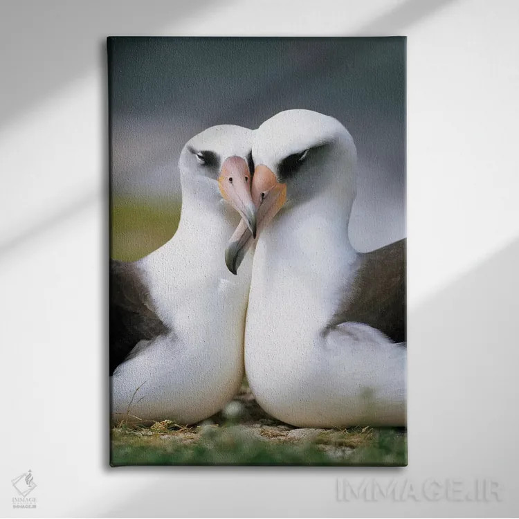تابلو دکوراتیو Midway Atoll, Hawaii II,جفت آلباتروس لایسان در حال پیوند، آب… اثر تویی دروی - نمای روبهرو روی دیوار