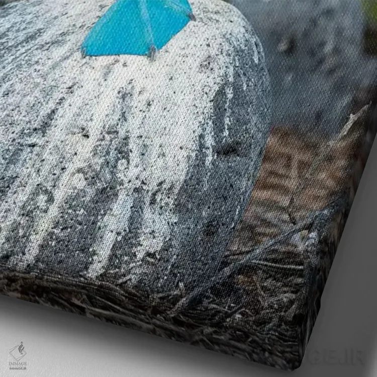 تابلو دکوراتیو Seymour Island, Galapagos Islands, Ecuador,مرغ پاقرمز در حال… اثر تویی دروی - نمای نزدیک بافت بوم