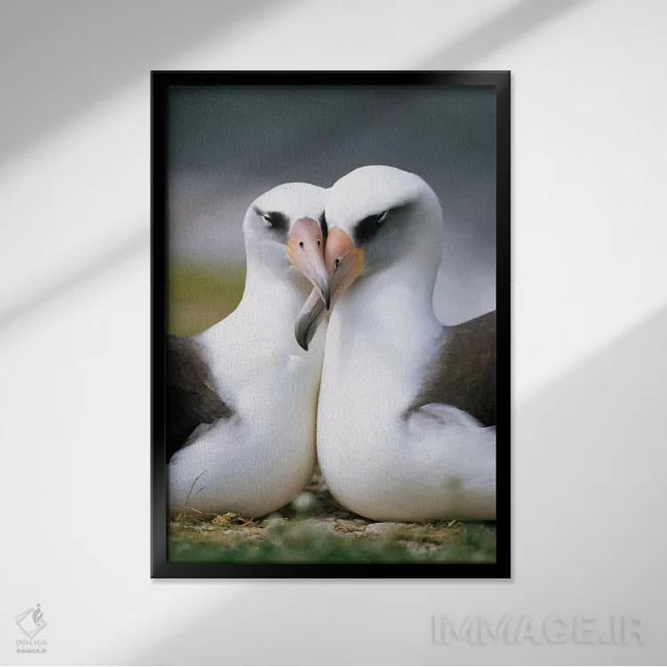 تابلو دکوراتیو Midway Atoll, Hawaii II,جفت آلباتروس لایسان در حال پیوند، آب… اثر تویی دروی - نمای قابدار مشکی