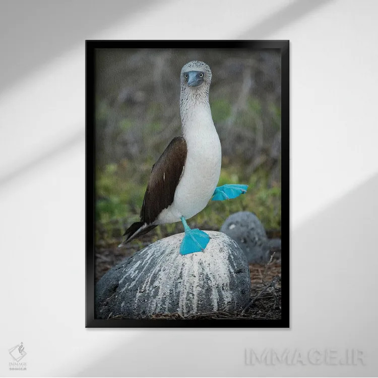 تابلو دکوراتیو Seymour Island, Galapagos Islands, Ecuador,مرغ پاقرمز در حال… اثر تویی دروی - نمای قابدار مشکی