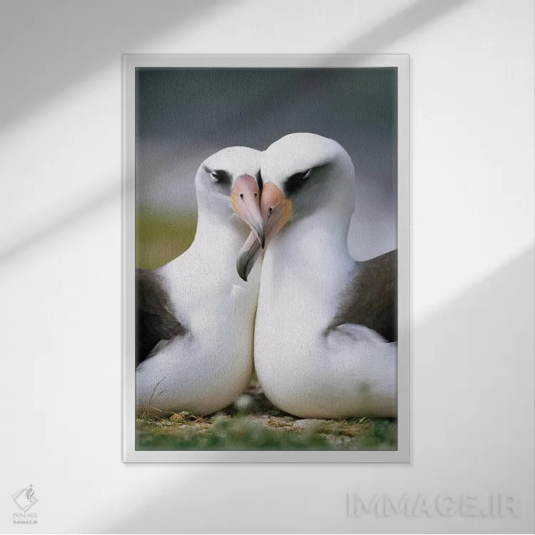 تابلو دکوراتیو Midway Atoll, Hawaii II,جفت آلباتروس لایسان در حال پیوند، آب… اثر تویی دروی - نمای قابدار سفید