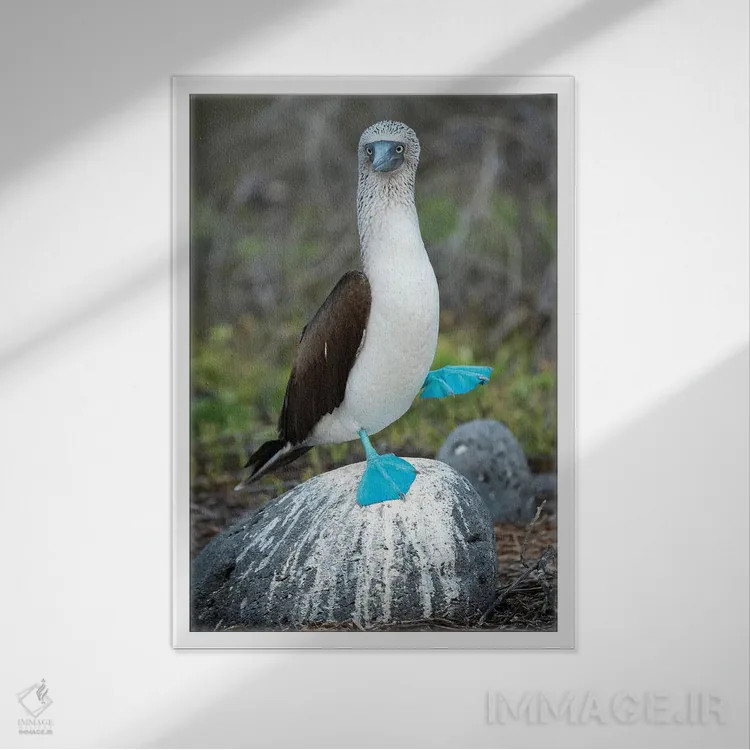 تابلو دکوراتیو Seymour Island, Galapagos Islands, Ecuador,مرغ پاقرمز در حال… اثر تویی دروی - نمای قابدار سفید