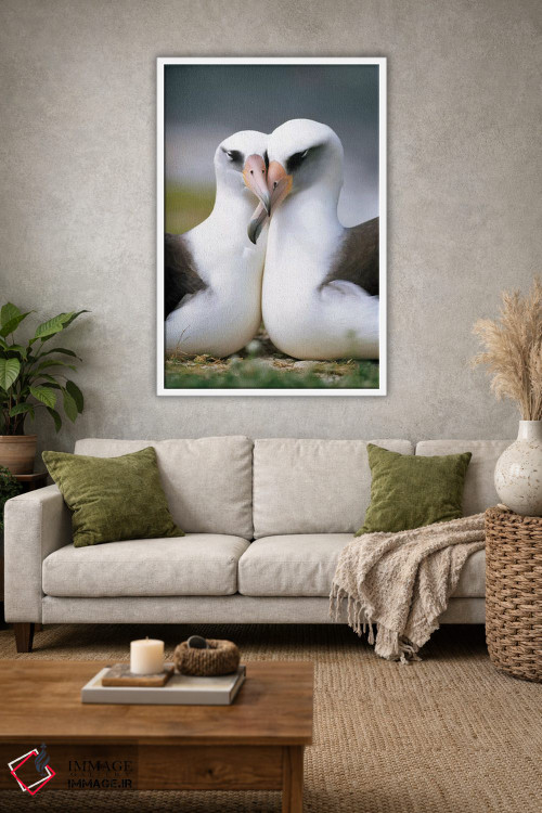 تابلو دکوراتیو Midway Atoll, Hawaii II,جفت آلباتروس لایسان در حال پیوند، آب… اثر تویی دروی - D1W
