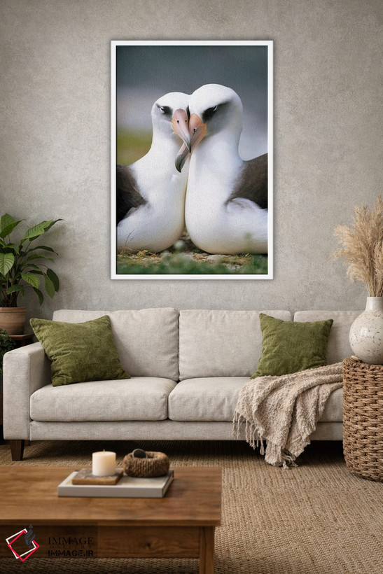 تابلو دکوراتیو Midway Atoll, Hawaii II,جفت آلباتروس لایسان در حال پیوند، آب… اثر تویی دروی - D1W