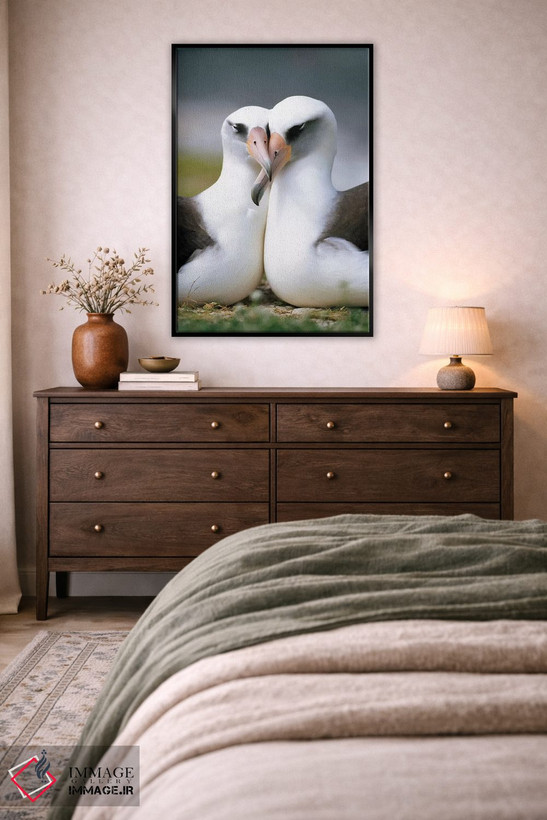 تابلو دکوراتیو Midway Atoll, Hawaii II,جفت آلباتروس لایسان در حال پیوند، آب… اثر تویی دروی - D3B
