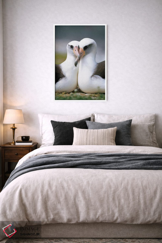 تابلو دکوراتیو Midway Atoll, Hawaii II,جفت آلباتروس لایسان در حال پیوند، آب… اثر تویی دروی - D5W