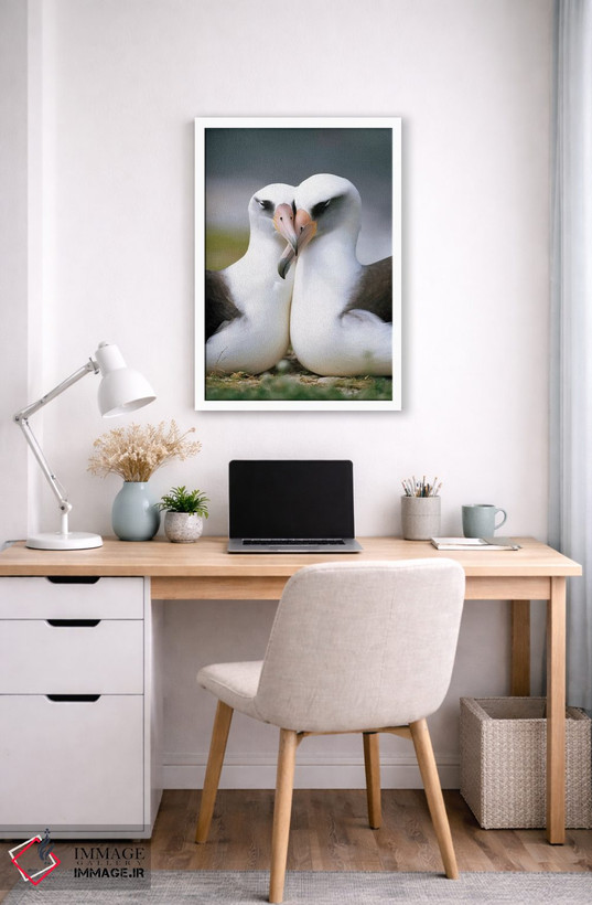 تابلو دکوراتیو Midway Atoll, Hawaii II,جفت آلباتروس لایسان در حال پیوند، آب… اثر تویی دروی - D6W