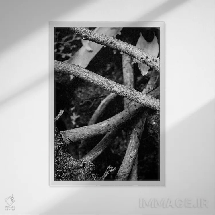 تابلو دکوراتیو طبیعت ۲۲ اثر الکساندر ونانسیو - نمای قابدار سفید