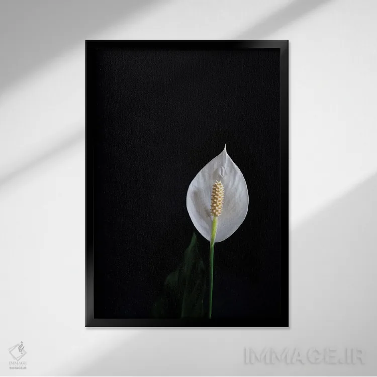 تابلو دکوراتیو گل ها با زمینه سیاه C اثر الکساندر ونانسیو - نمای قابدار مشکی