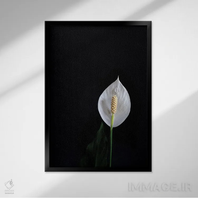 تابلو دکوراتیو گل ها با زمینه سیاه C اثر الکساندر ونانسیو - نمای قابدار مشکی