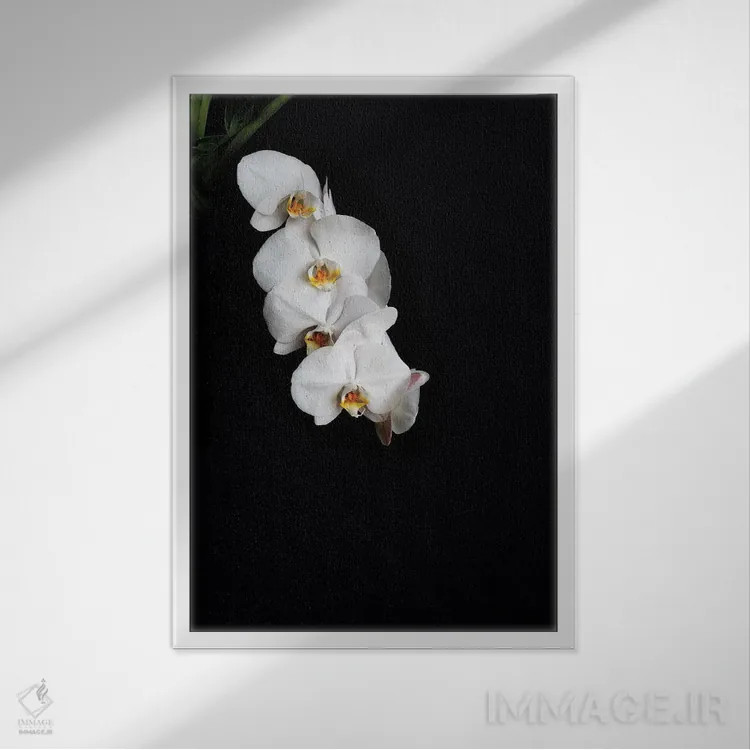 تابلو دکوراتیو گل ها با زمینه سیاه D اثر الکساندر ونانسیو - نمای قابدار سفید