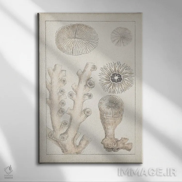 تابلو دکوراتیو مرجان سفید قدیمی III اثر ویژن استودیو - نمای روبهرو روی دیوار