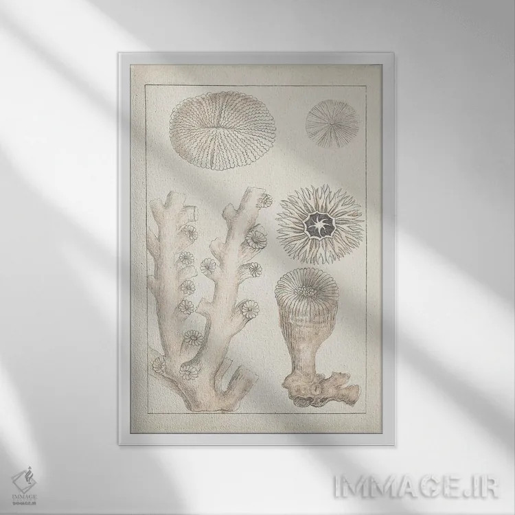 تابلو دکوراتیو مرجان سفید قدیمی III اثر ویژن استودیو - نمای قابدار سفید