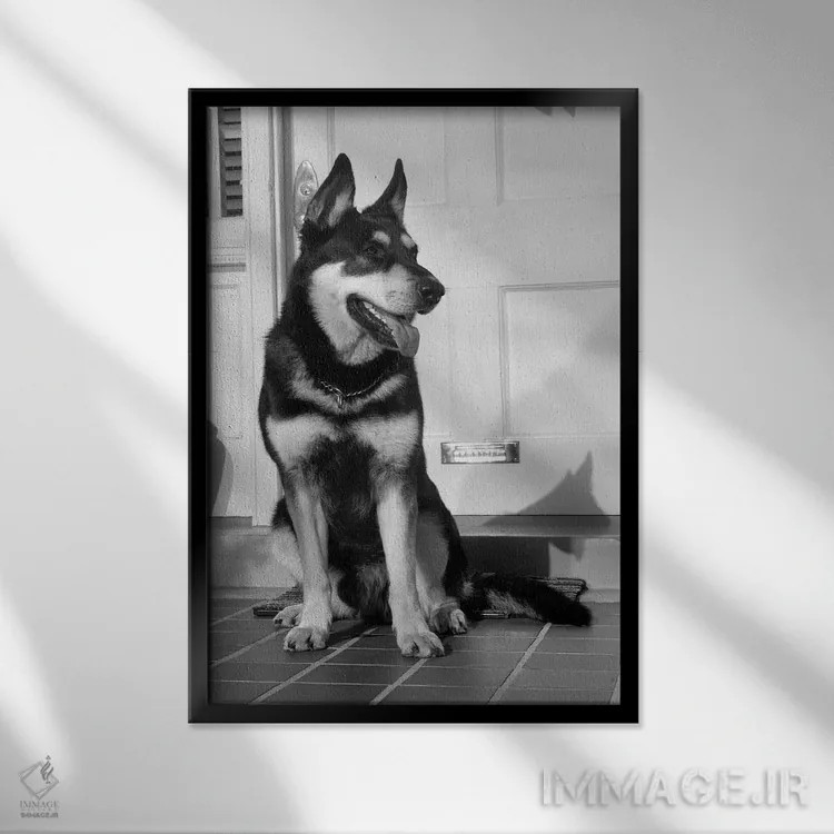 تابلو دکوراتیو سگ ژرمن شپرد در بیرون در خانه نشسته و از خانه محافظت می کن… اثر تصاویر وینتج - نمای قابدار مشکی