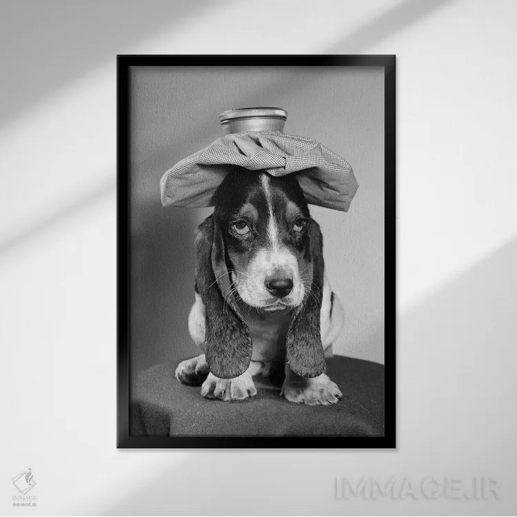 تابلو دکوراتیو سگ باست هاند با کمپرس یخ روی سرش اثر تصاویر وینتج - نمای قابدار مشکی