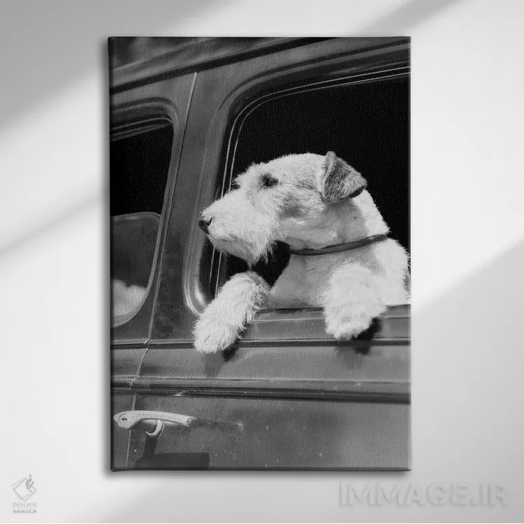 تابلو دکوراتیو پرتره نیمرخ سگ وایر فاکس تریر که از پنجره خودرو بیرون را ن… اثر تصاویر وینتج - نمای روبهرو روی دیوار