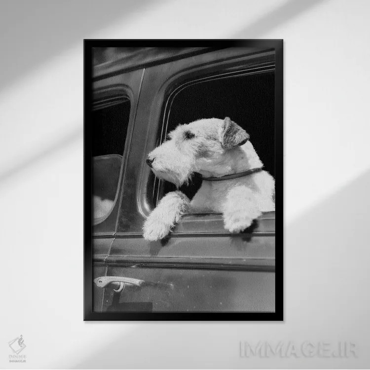 تابلو دکوراتیو پرتره نیمرخ سگ وایر فاکس تریر که از پنجره خودرو بیرون را ن… اثر تصاویر وینتج - نمای قابدار مشکی