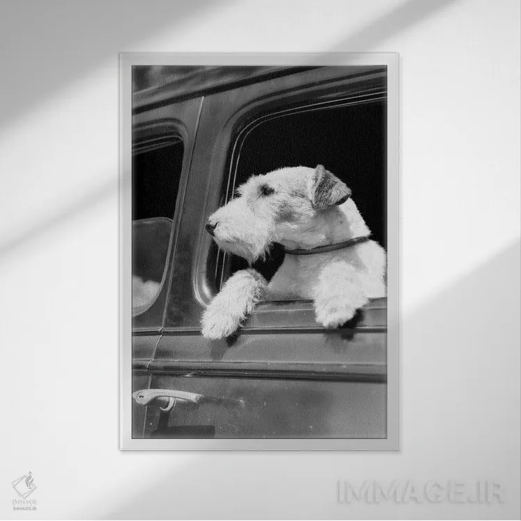 تابلو دکوراتیو پرتره نیمرخ سگ وایر فاکس تریر که از پنجره خودرو بیرون را ن… اثر تصاویر وینتج - نمای قابدار سفید